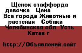Щенок стаффорда девочка › Цена ­ 20 000 - Все города Животные и растения » Собаки   . Челябинская обл.,Усть-Катав г.